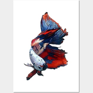 halfmoon betta fish Posters and Art